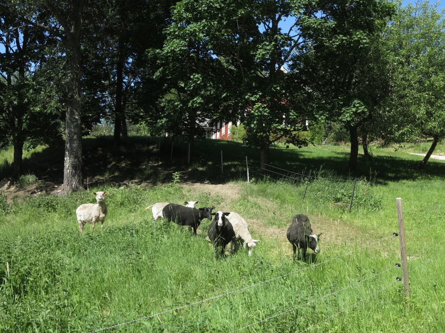 Perheentuvan lampaat